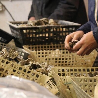 Huîtres et moules de la famille bideau